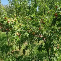 باغچه ۳۵۰متری جابان دماوند