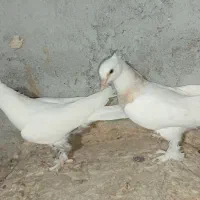 جوجه درجایی|پرنده|میناب, |دیوار