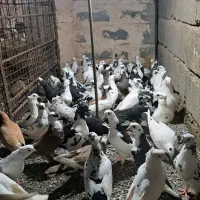 کبوتر فروشی قیمت از ۳۰۰به بالا