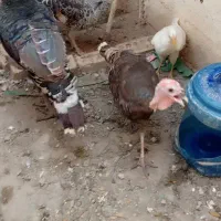 باسلام سه عدد بوقلمون سرحال یک نرودوماده
