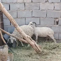 دوتا بره نر مناسب قربانی