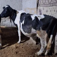 گاو هلشتاین با گوساله ماده