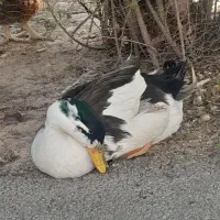 اردک|حیوانات مزرعه|شیراز, صاحب الزمان|دیوار