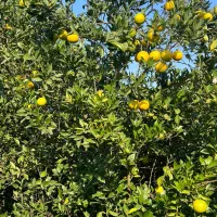 میوه در باغ