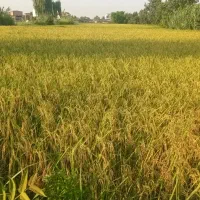 جشن برداشت محصول برنج در اصفهان