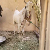 یک راس نر گلابی یک بز افغان و یک کهره ماده بزرگ