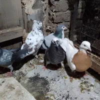 کبوتر پروازی