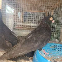 سه جفت صرب عتیقه