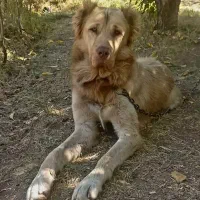 توله سرابی|سگ|بهار, |دیوار