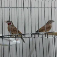 فنچ گلو بریده