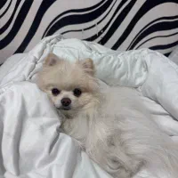 پامر سایز صفر برای جفت گیری