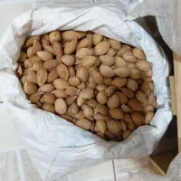 بادام تلخ