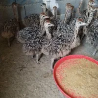 شتر مرغ|پرنده|زاهدان, |دیوار