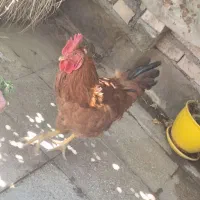خروس