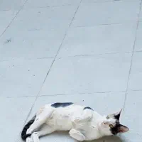 واگذاری گربه اهلی|گربه|بهبهان, |دیوار