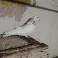 سیاه پیت