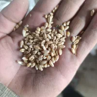 گندم پیشگام ابی