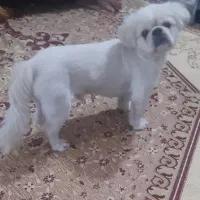 فروش
