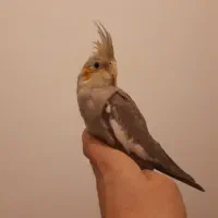 فروش عروس هلندی