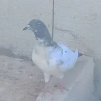 گبوتر گرفتنی شب|پرنده|خرمشهر, |دیوار