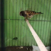 گلبسر.سهره.قناری|پرنده|تهران, جوادیه|دیوار