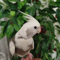 عروس طوطی مرواریدی