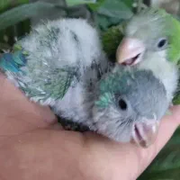 راهب جفت مولد