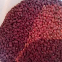 لوبیا قرمز