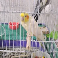 پرنده
