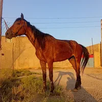 مادیان دوخون قد بلند