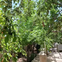 باغچه-خاوه