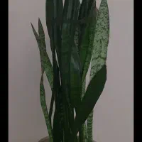 گل سانسوریا سبز