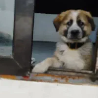 شاه توله سراب اصیل خالص|سگ|کرج, خرمدشت|دیوار