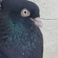 کفتر|پرنده|لنجان, |دیوار