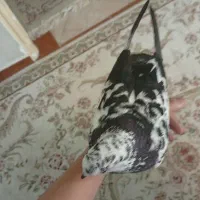 کفتر دستی|پرنده|تهران, مشیریه|دیوار