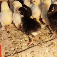 جوجه برهما و جوجه آمروک
