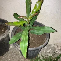 ماکادمیا