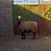 ۵راس شیشک میش بختیاری|حیوانات مزرعه|شیراز, محمدیه|دیوار