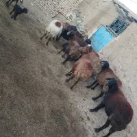 میش آبستن افشاری|حیوانات مزرعه|سبزوار, قائم|دیوار