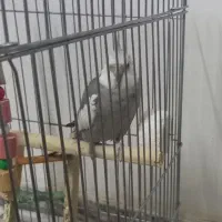 عروس هلندی نر