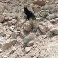 ماده بلک تراکم مو بالا کلاس A