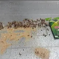 پودر سوسک کش و مورچه و حشرات خانگی