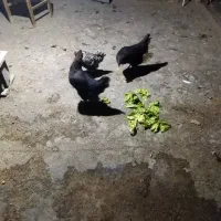 مرغ گلین|حیوانات مزرعه|اصفهان, قهجاورستان|دیوار