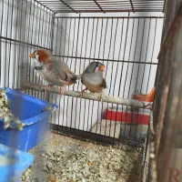 سه جفت فنچ کینگ سایز و یک نر|پرنده|رباط‌کریم, رباط‌کریم|دیوار