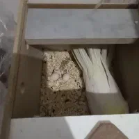 عروس هلندی سر تخم|پرنده|مسجد سلیمان, |دیوار