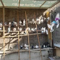 کبوتر|پرنده|تهران, زرکش|دیوار