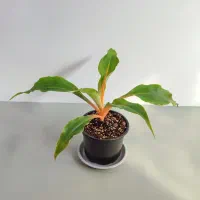 گل و گیاه آپارتمانی مناسب هدیه روز مادر|گل و گیاه طبیعی|فردوس (خراسان), |دیوار