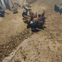 فروش مرغ محلی