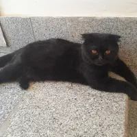 گربه اسکاتیش ۹ماهه