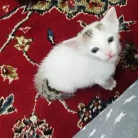 اهدای بچه گربه
